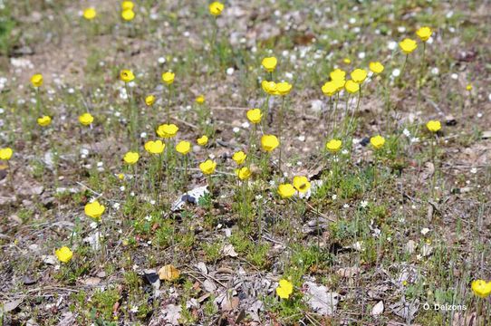 Imagem de Ranunculus paludosus Poir.