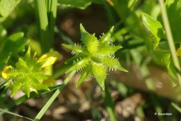 Image of smallflower buttercup