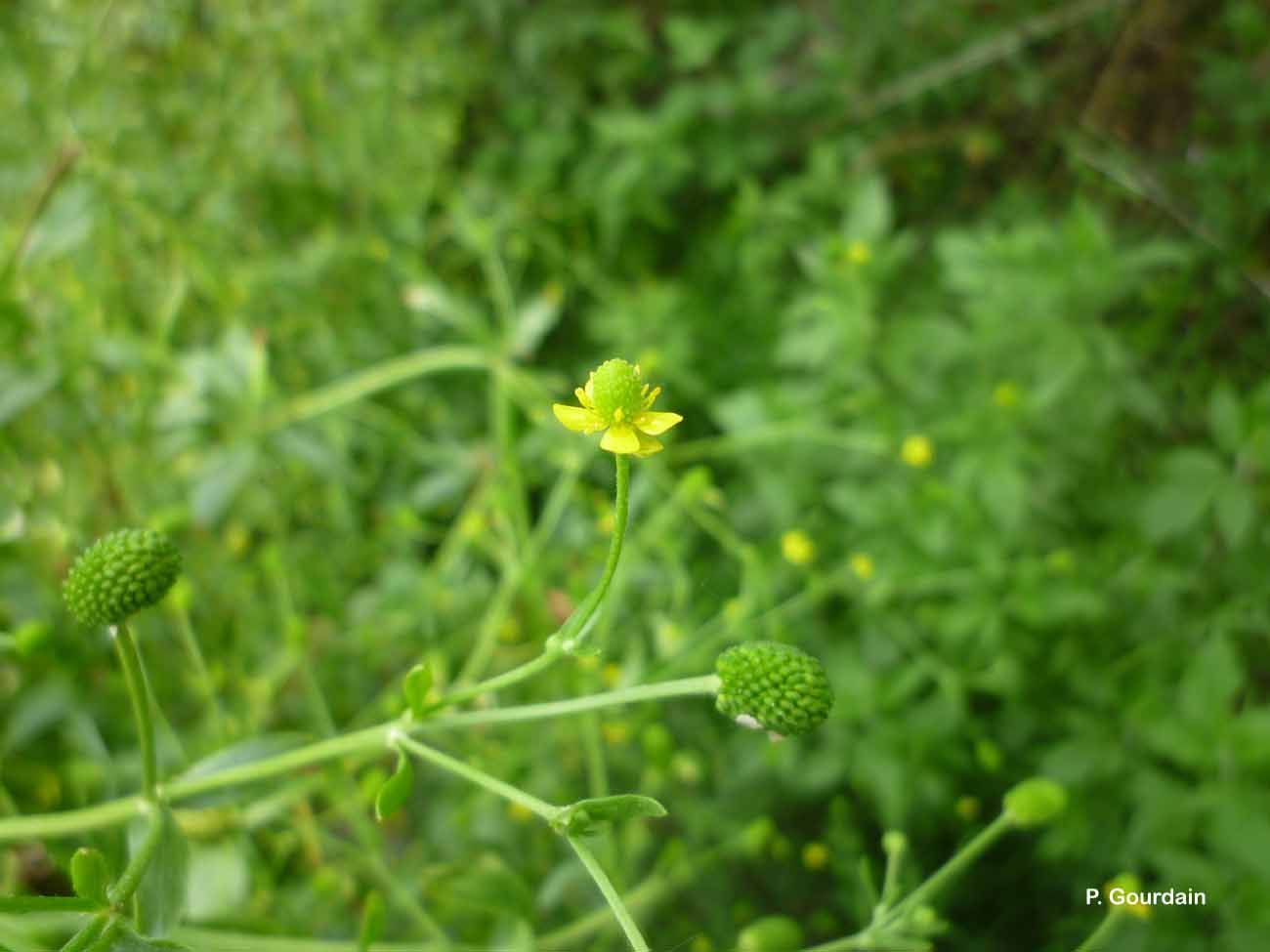 Слика од Ranunculus sceleratus L.