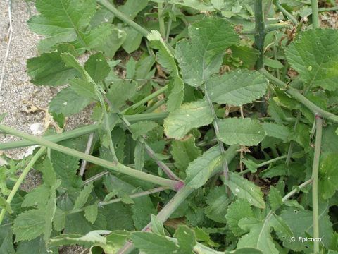 Image of wild radish