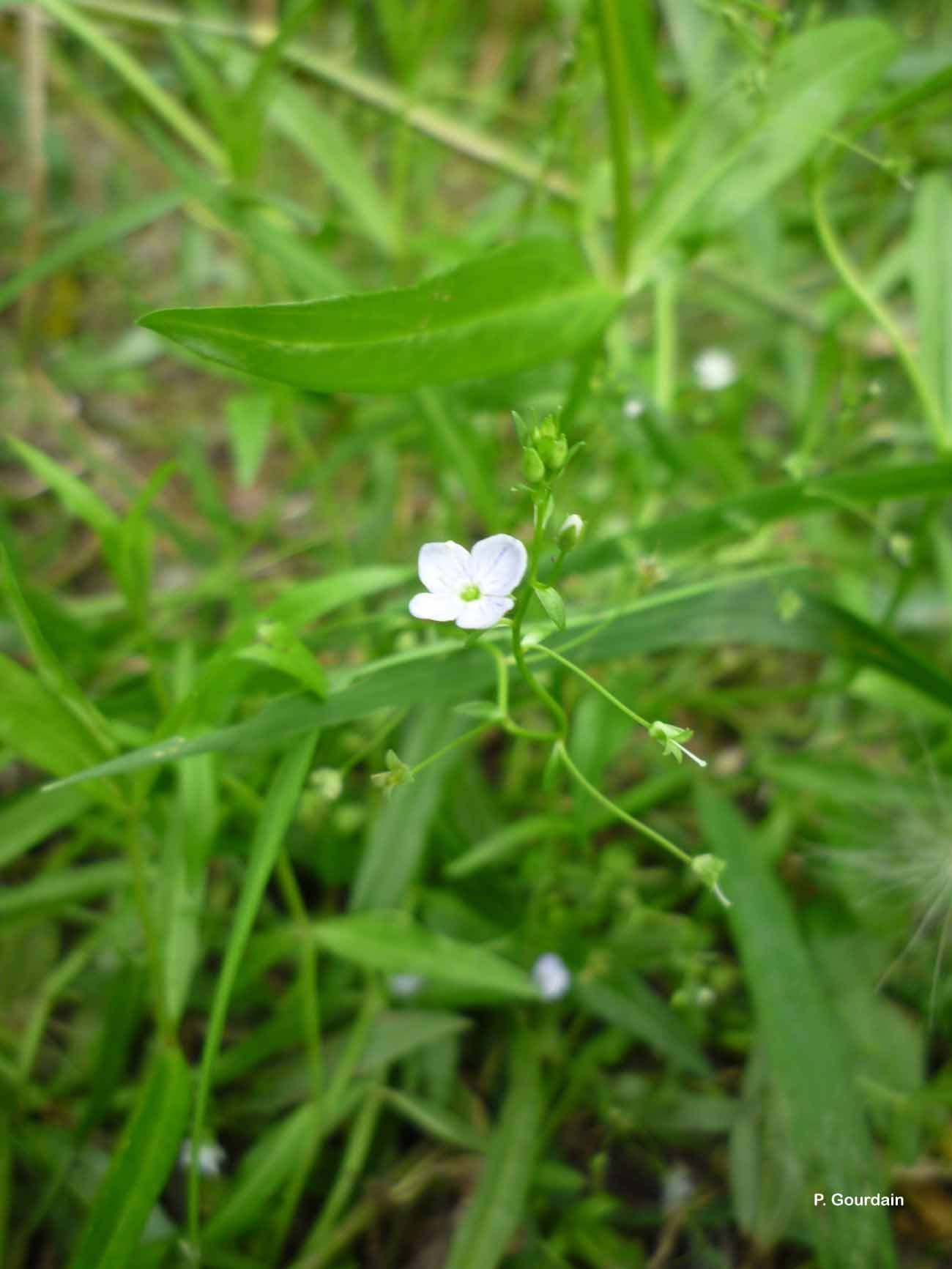 Image of Marsh Speedwell