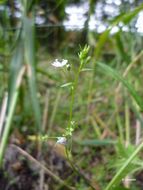 Image of Marsh Speedwell