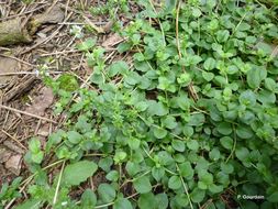 Image of thymeleaf speedwell