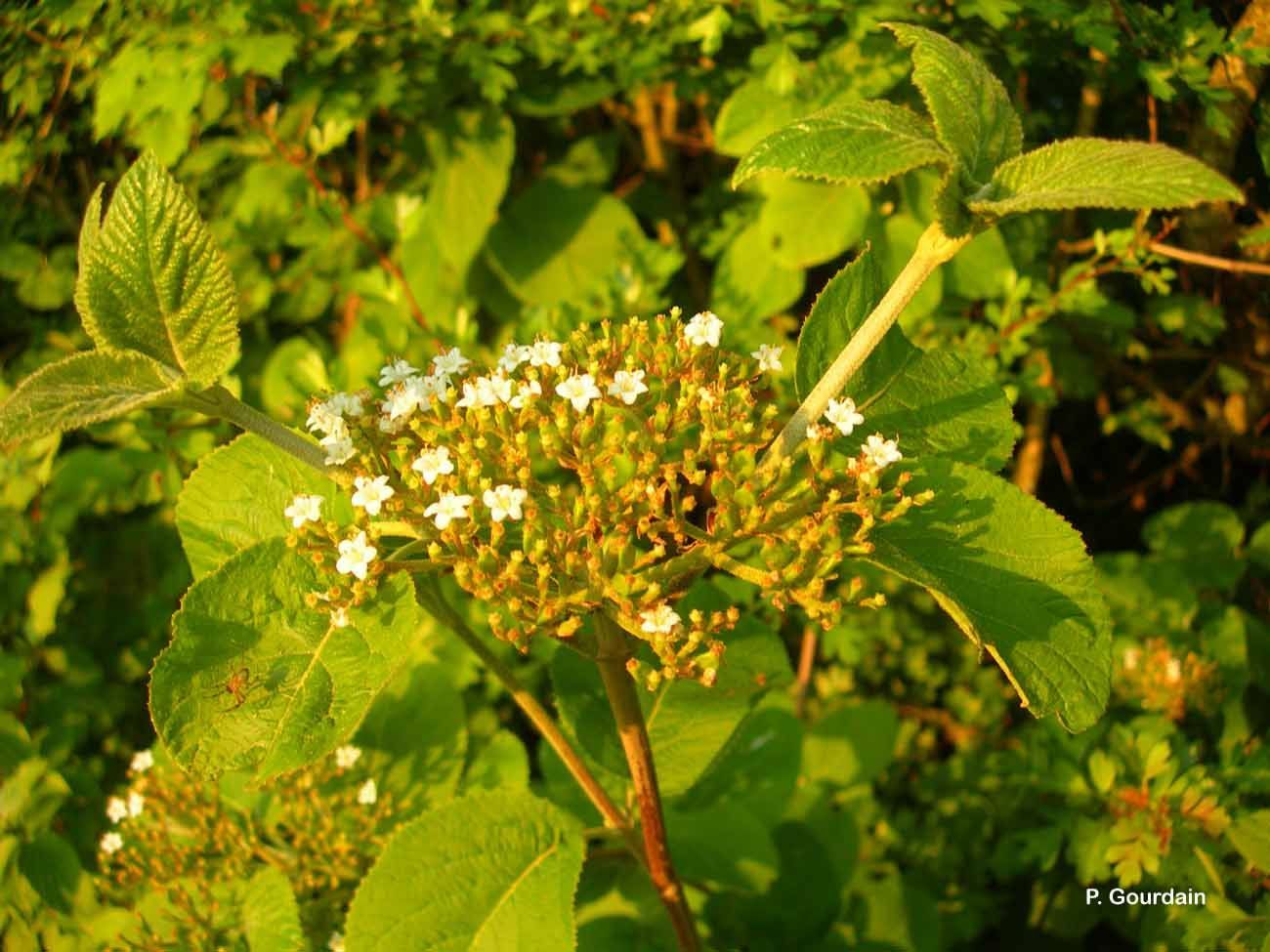 Image of Wayfaring-tree