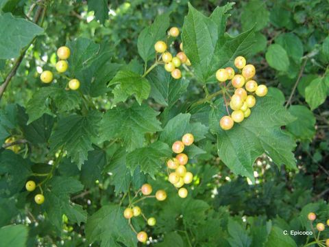 Imagem de Viburnum opulus L.