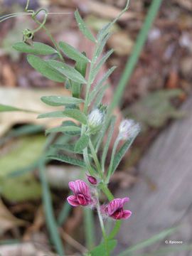 Imagem de Vicia benghalensis L.