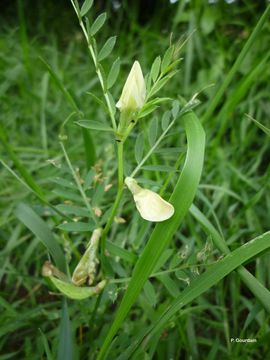 Image of smooth yellow vetch