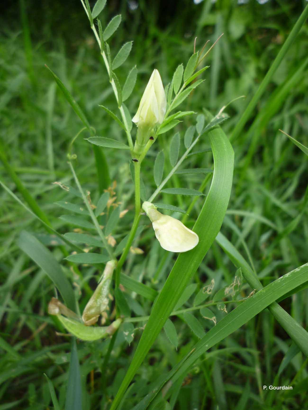 Image of smooth yellow vetch