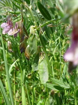 Imagem de Vicia pannonica Crantz