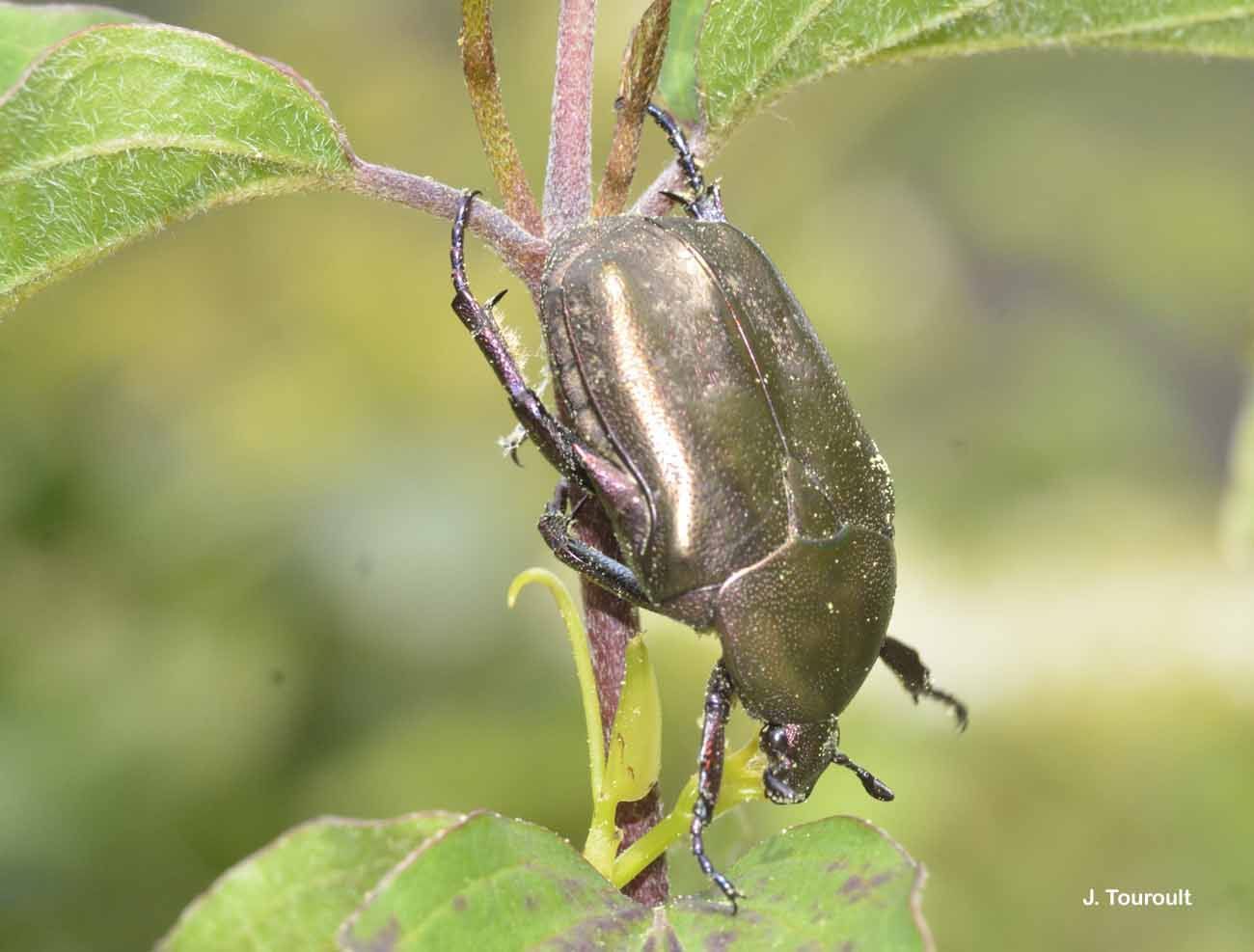 Image of Protaetia (Potosia) cuprea (Fabricius 1775)