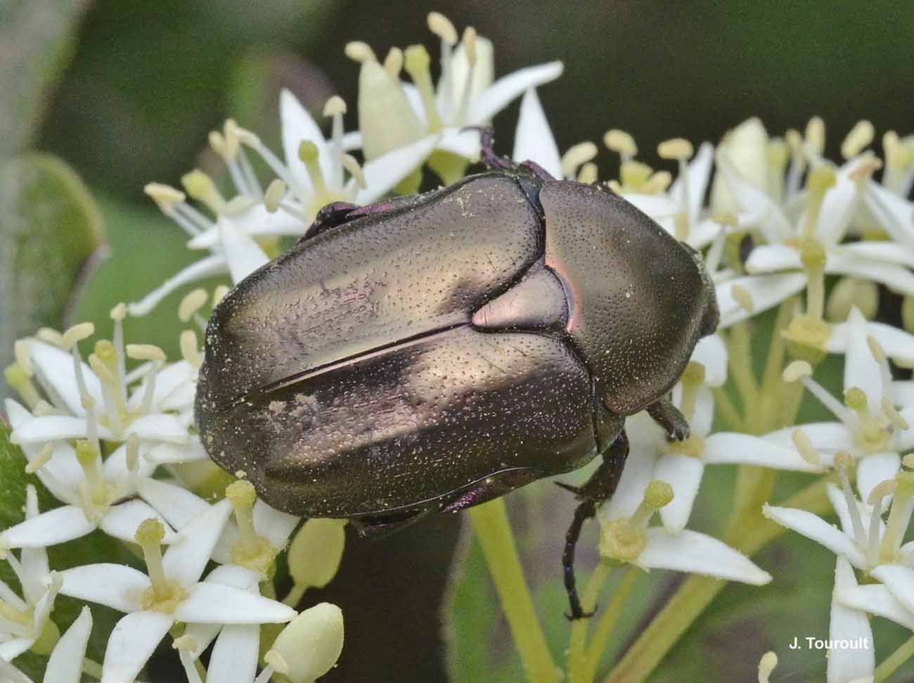 Image of Protaetia (Potosia) cuprea (Fabricius 1775)