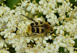 Image of <i>Trichius zonatus</i>