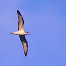 Image of Barau's Petrel