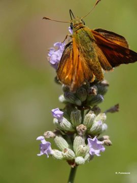 Image of <i>Ochlodes sylvanus</i>