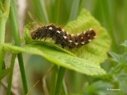 Sivun Euproctis chrysorrhoea Linnaeus 1758 kuva