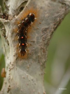 Image of Brown-tail