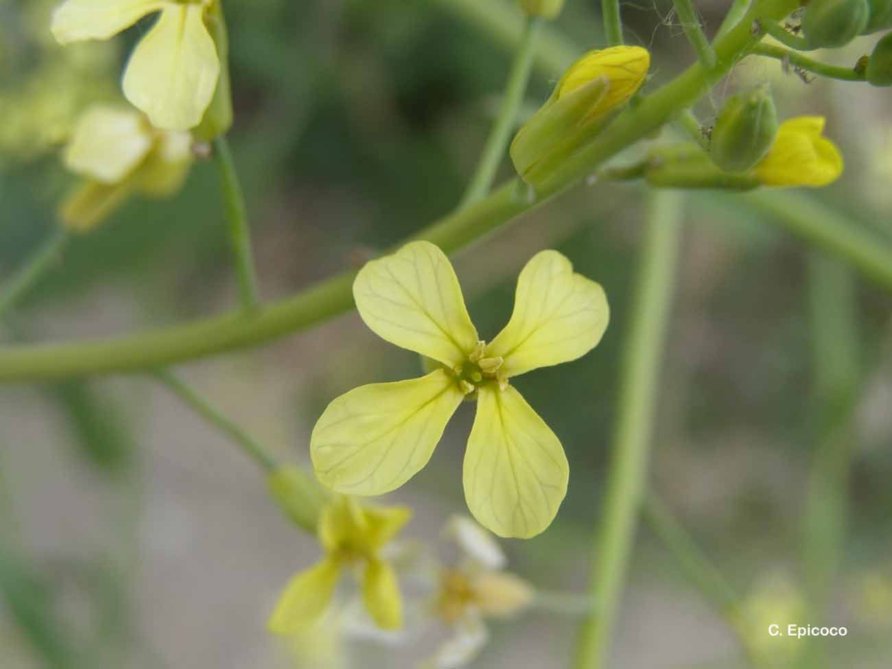 Imagem de Raphanus raphanistrum L.