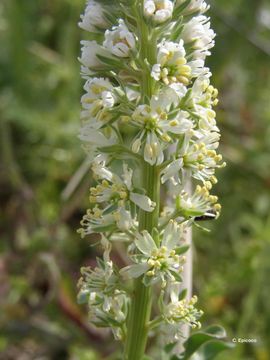 Image of white mignonette