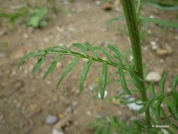 Image of white mignonette