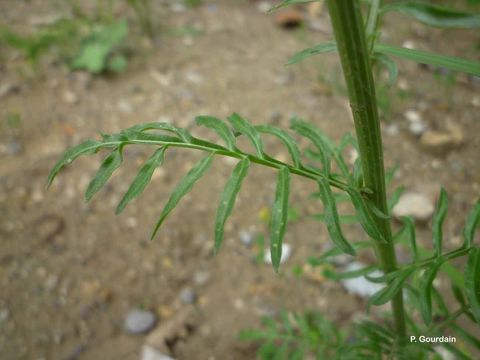 Слика од Reseda alba L.