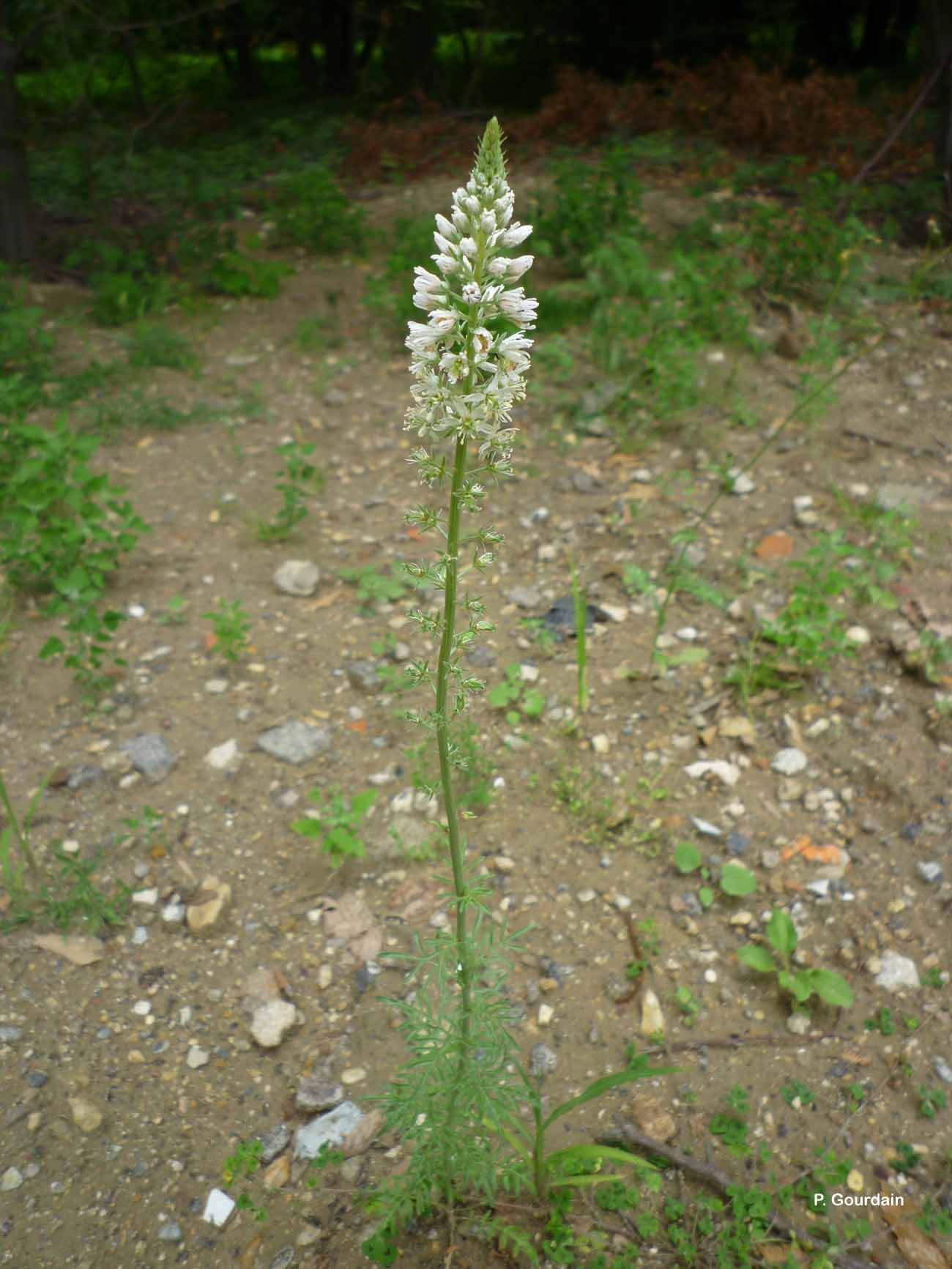 Image of white mignonette