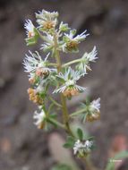 Image of rampion mignonette