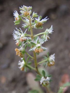 Image of rampion mignonette