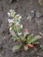 Image of rampion mignonette