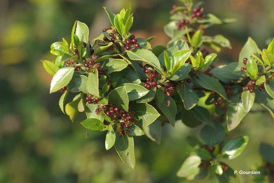 Image of Italian buckthorn