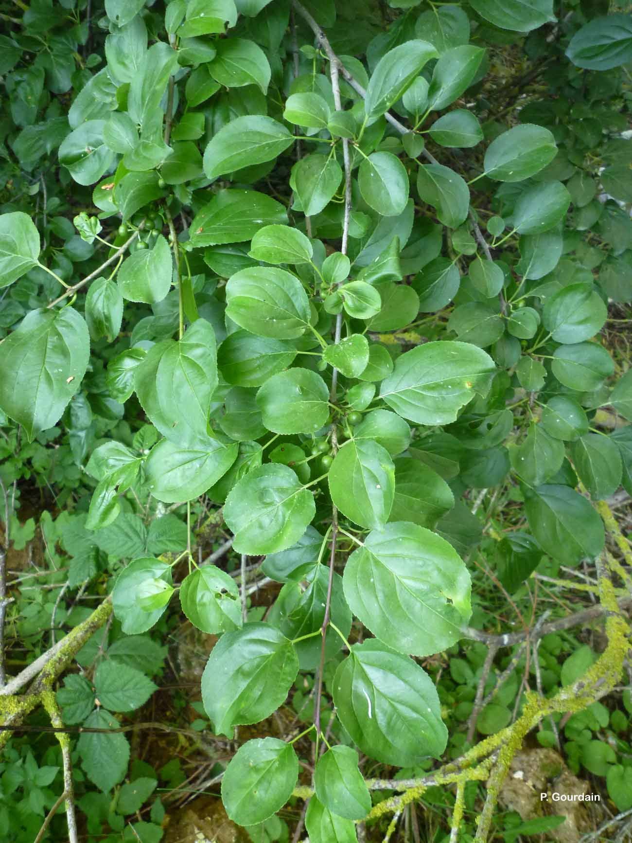 Image of common buckthorn