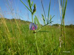 Image of Common Vetch