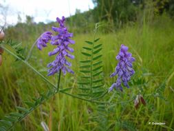 Image of Fine-leaf vetch