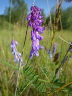 Image of Fine-leaf vetch