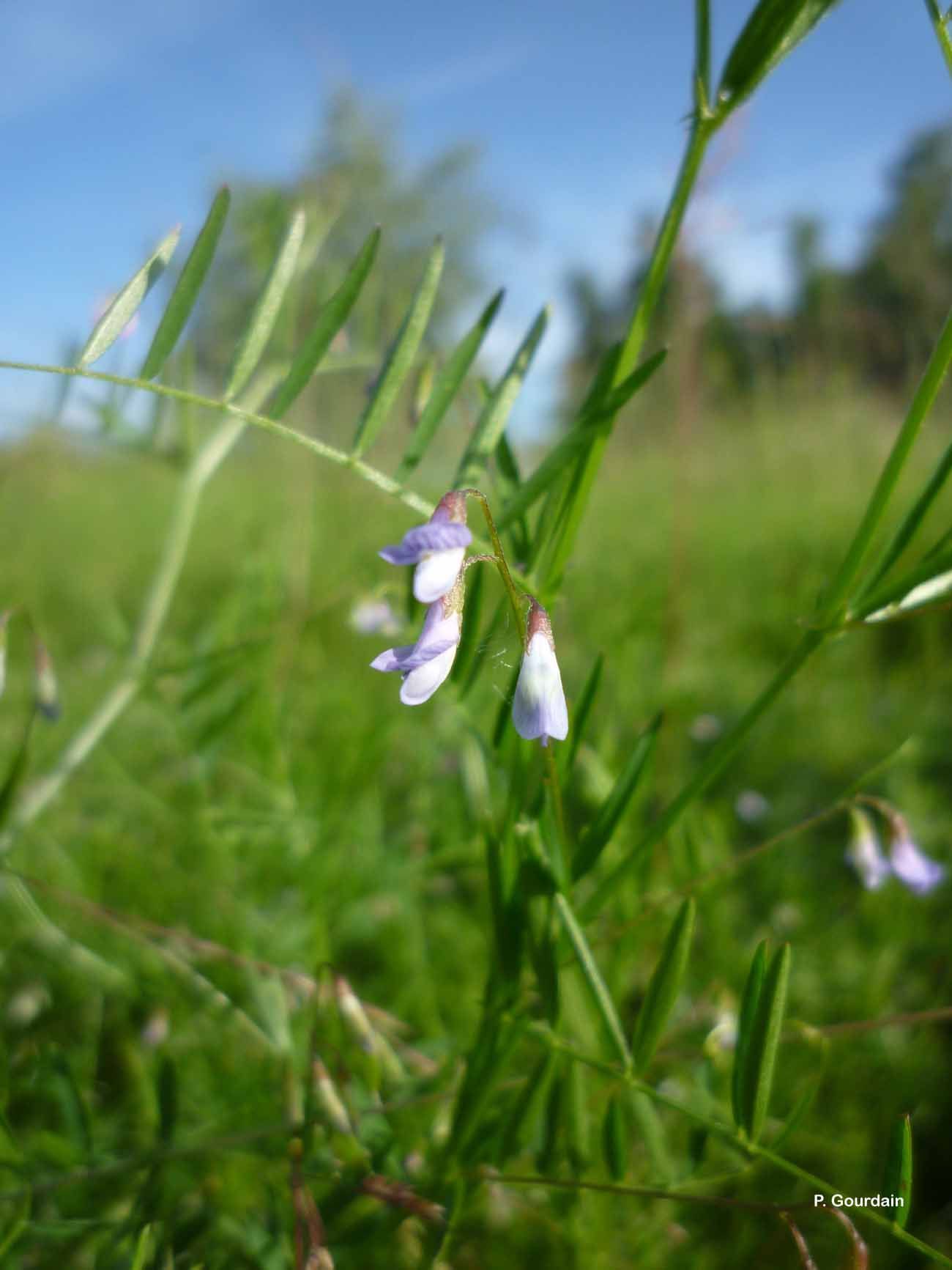 Image of lentil vetch