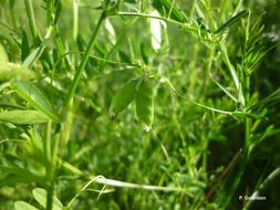 Image of lentil vetch