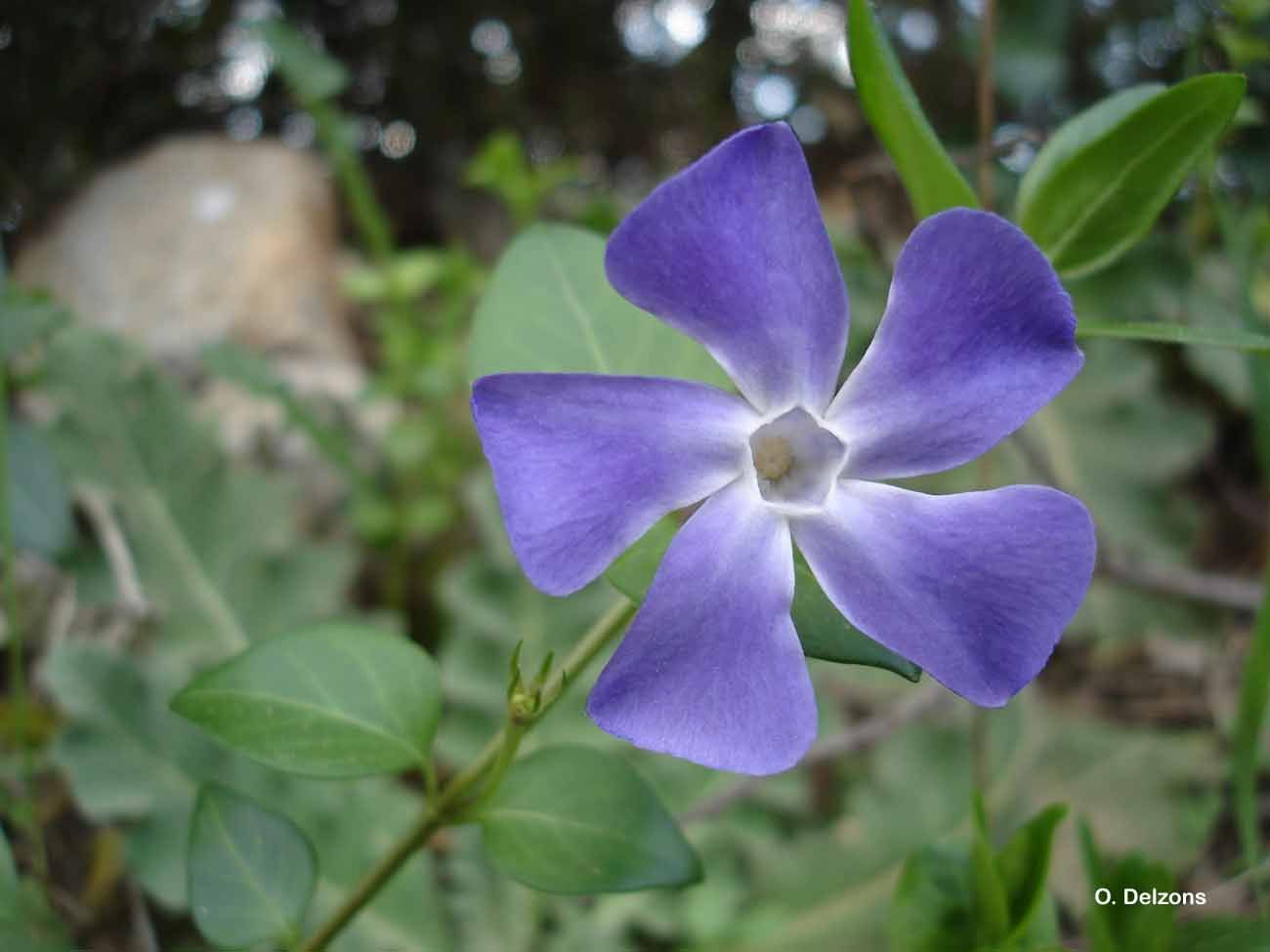 Image of Greater Periwinkle