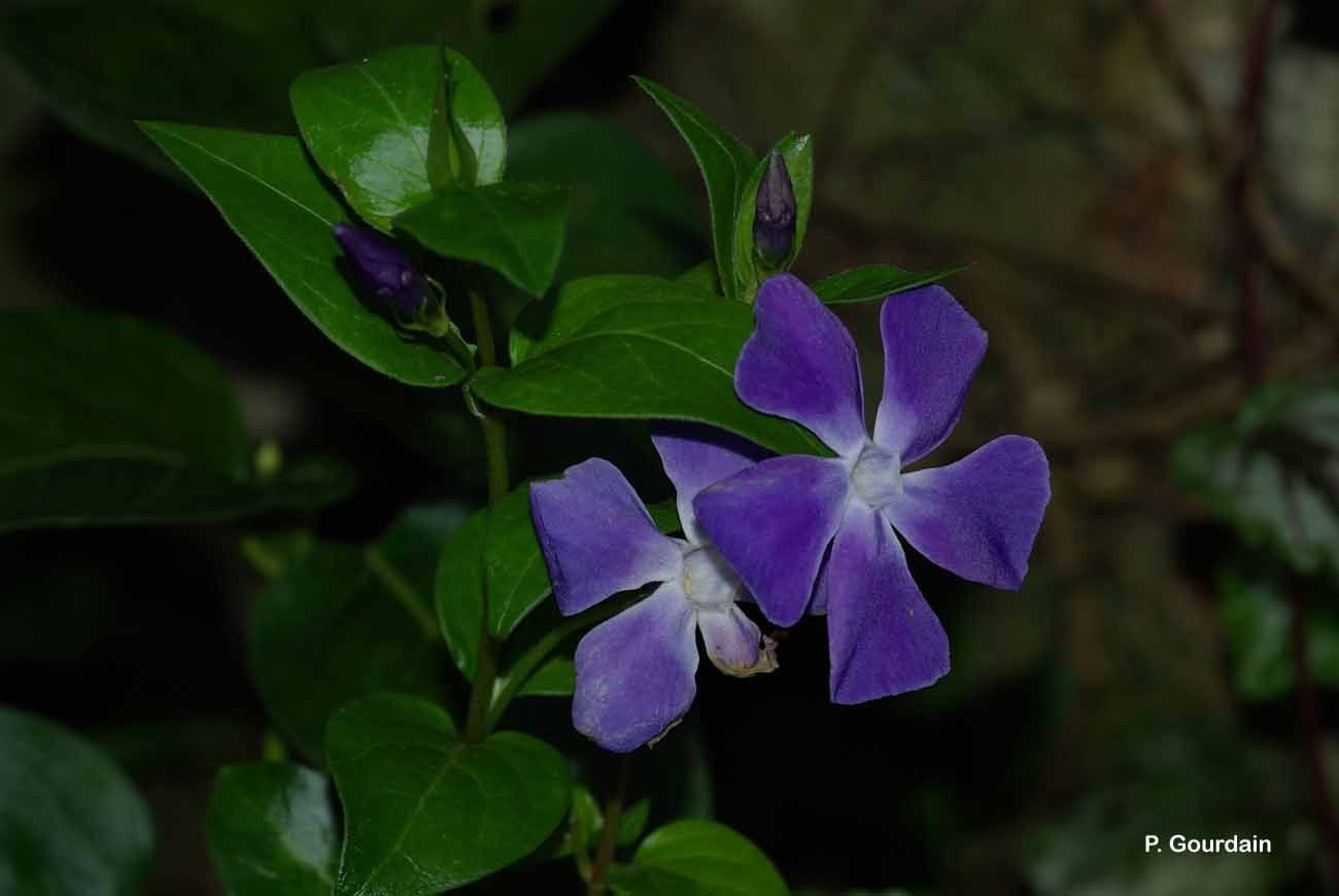 Image of Greater Periwinkle