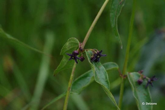 Imagem de Vincetoxicum nigrum (L.) Moench