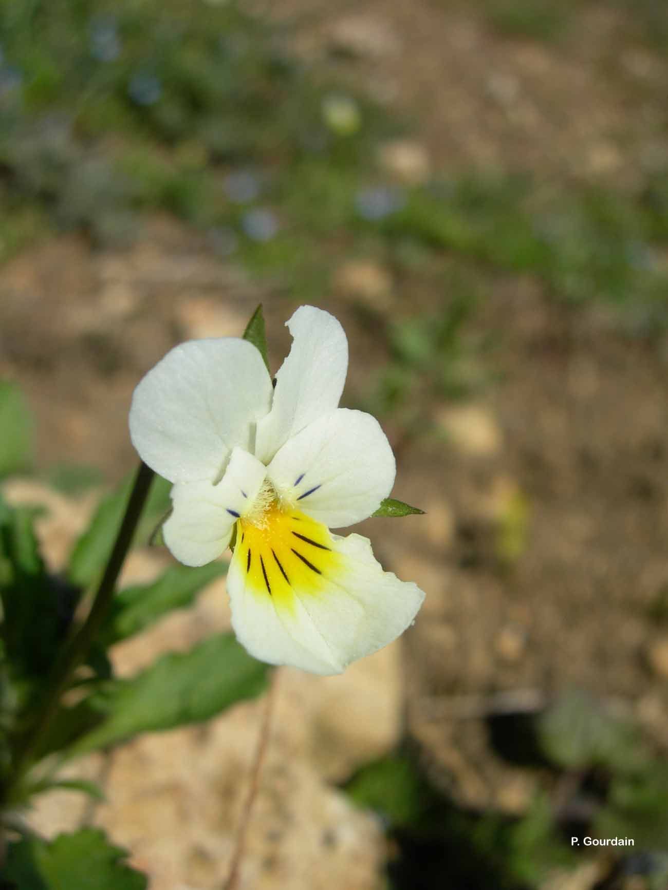 Слика од Viola arvensis Murray