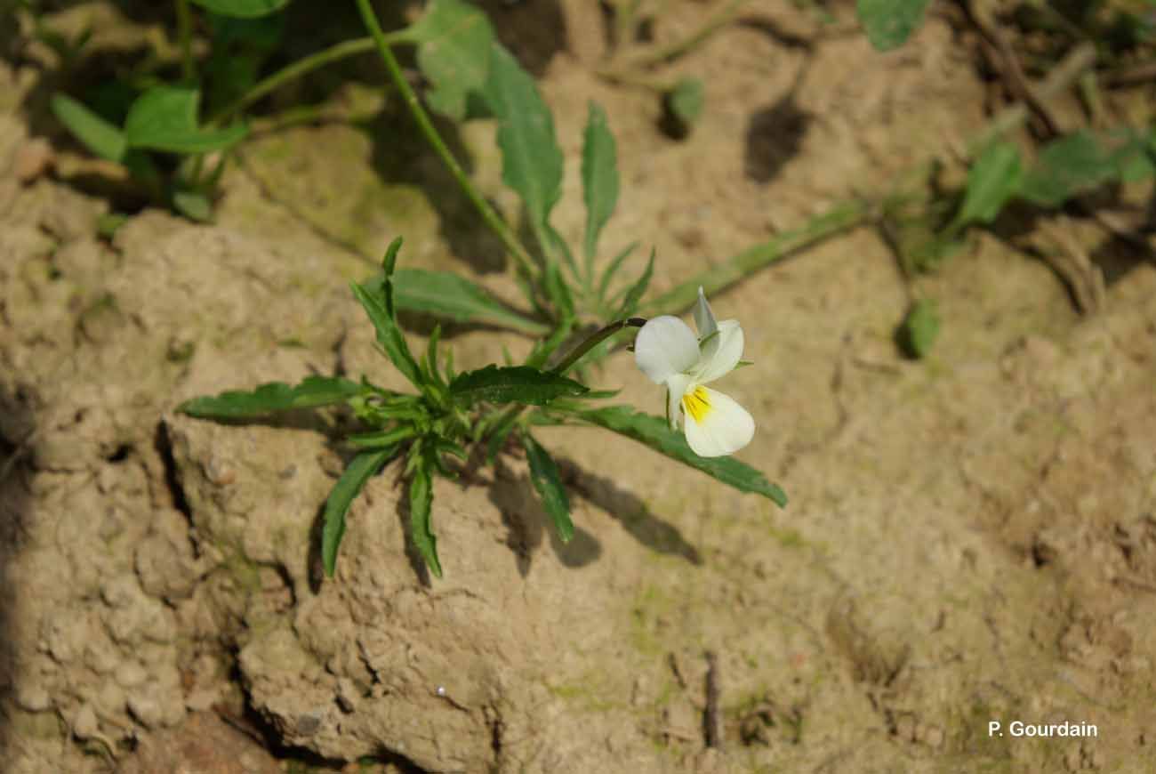 Слика од Viola arvensis Murray