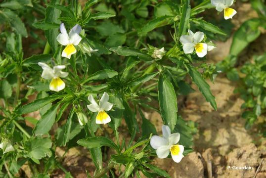 Слика од Viola arvensis Murray