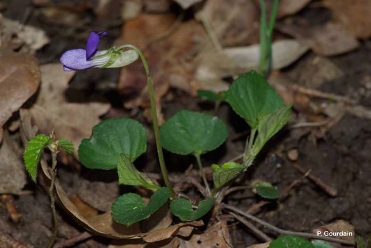 Image of early dog-violet