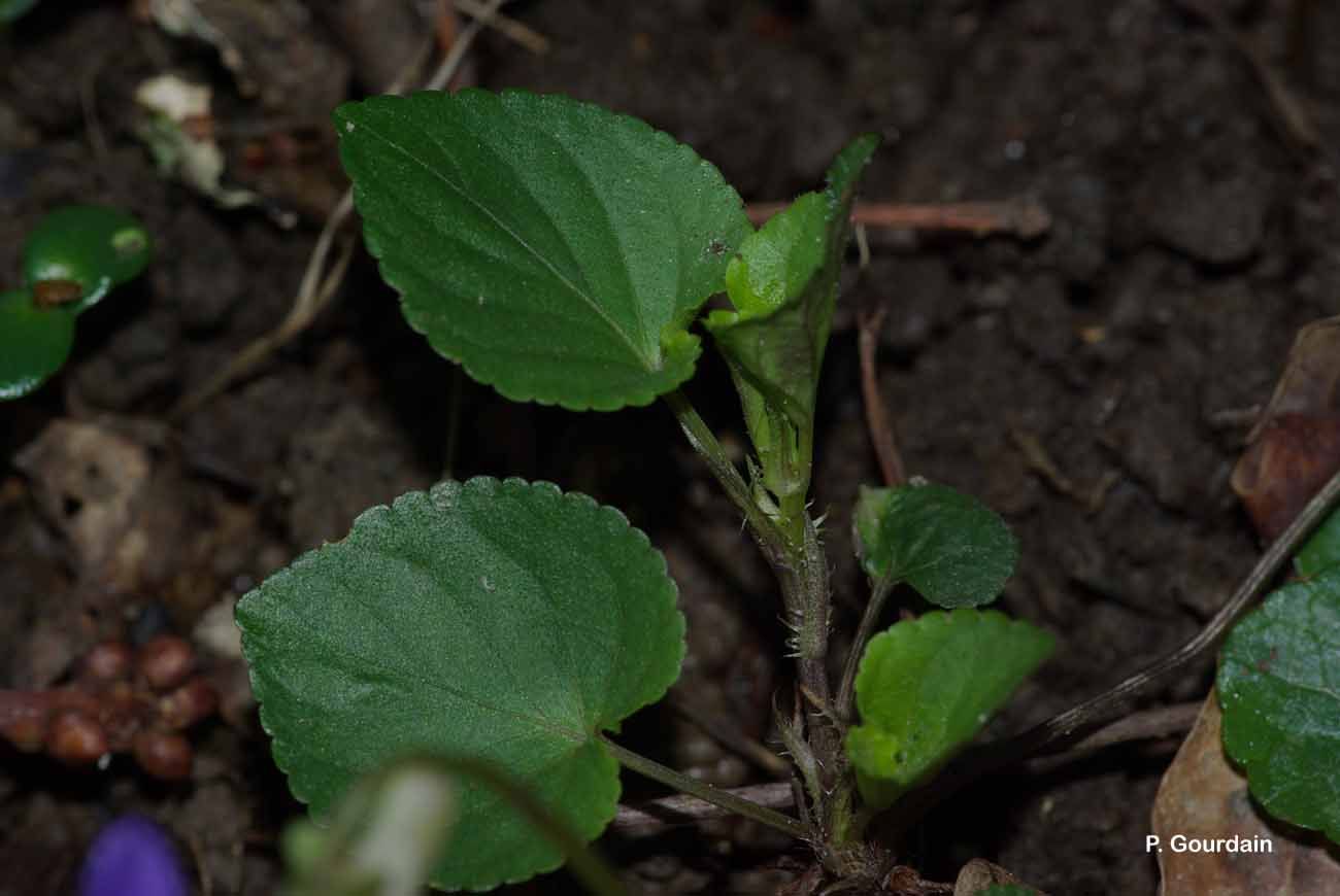 Слика од Viola reichenbachiana Jord. ex Boreau