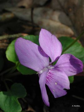 Image of early dog-violet