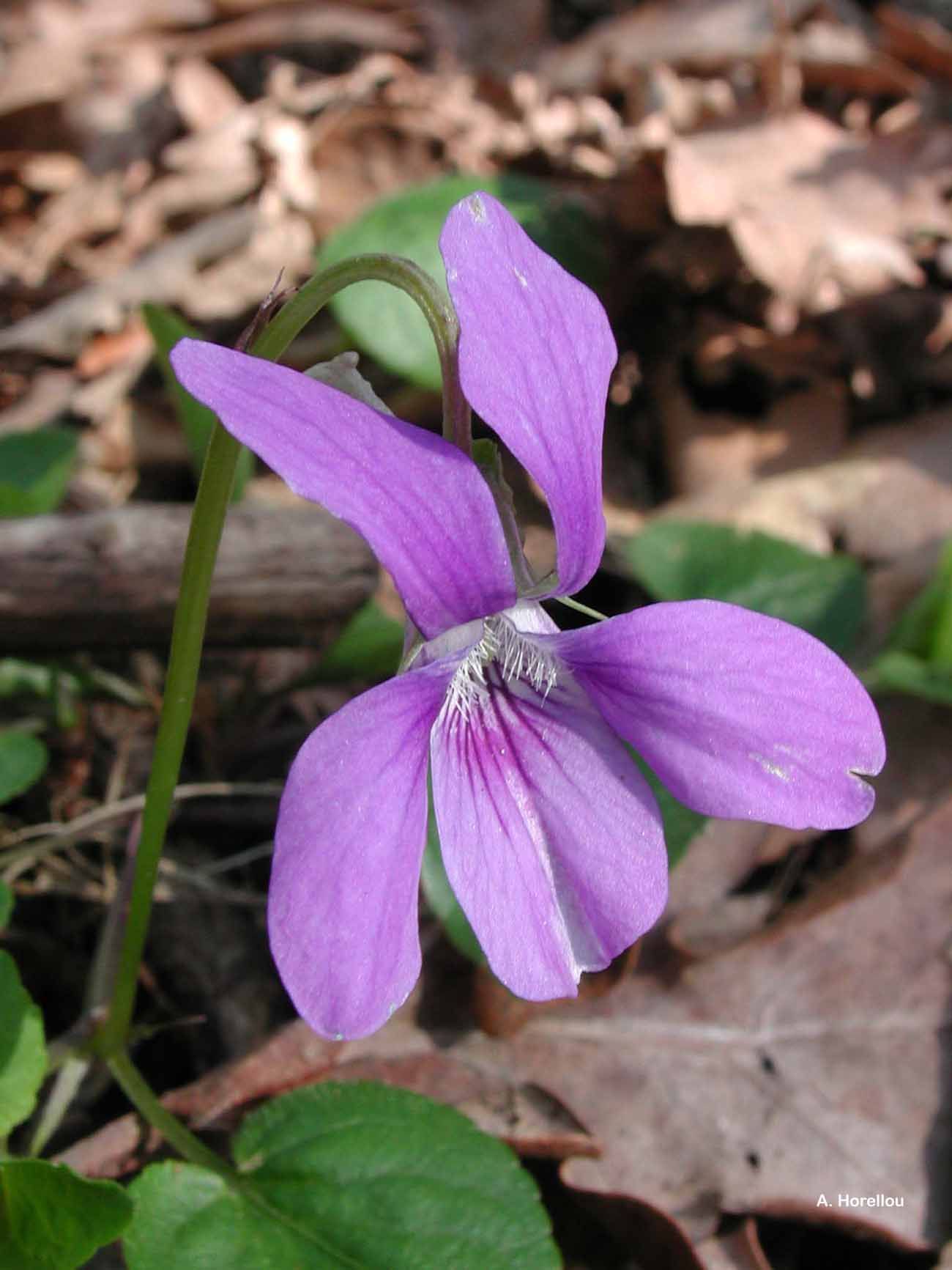 Image of early dog-violet