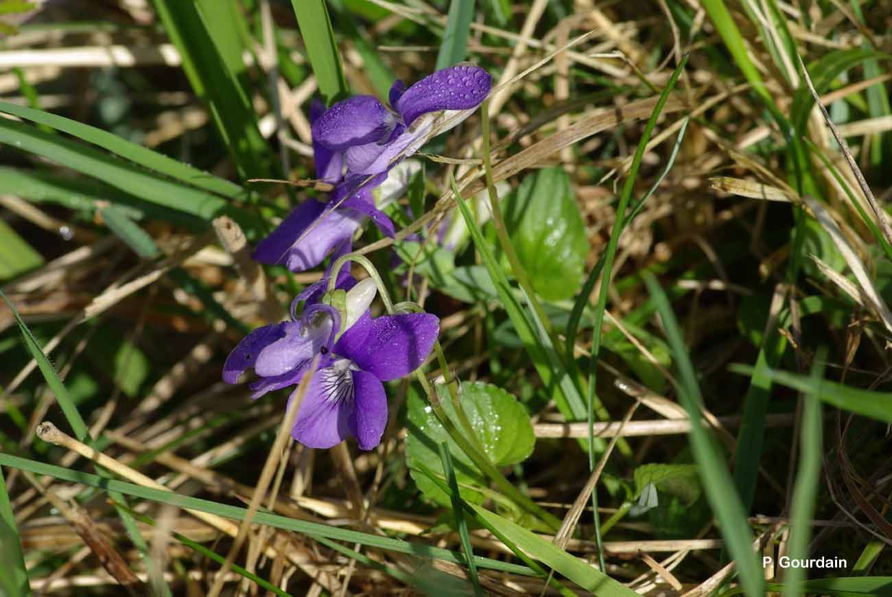 Image of common dog-violet