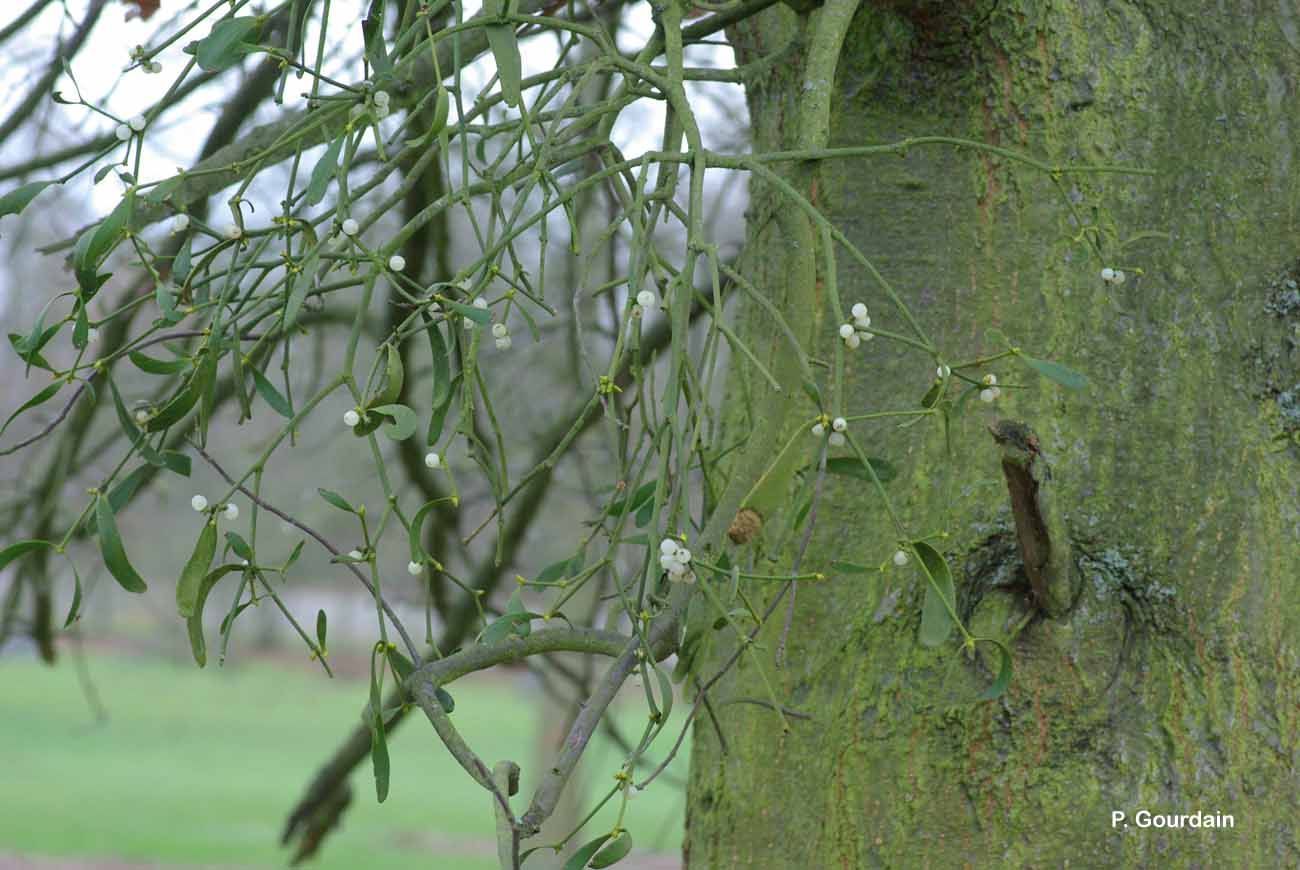 Image of European mistletoe