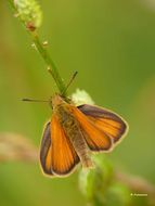 Image of small skipper