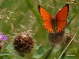 Image of <i>Lycaena virgaureae</i>