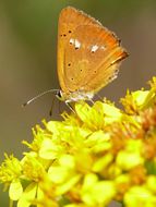 Image of <i>Lycaena virgaureae</i>